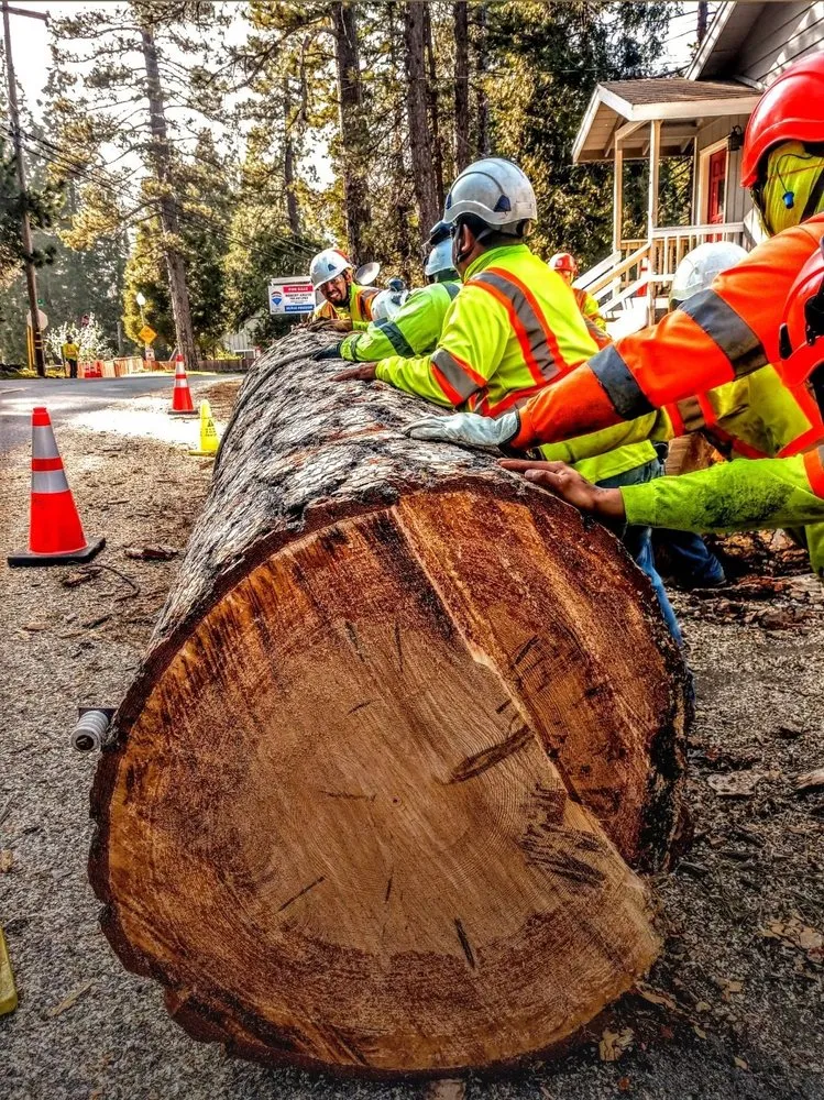 Expert yard maintenance near you in Moreno Valley, CA by GreenLife Tree Care