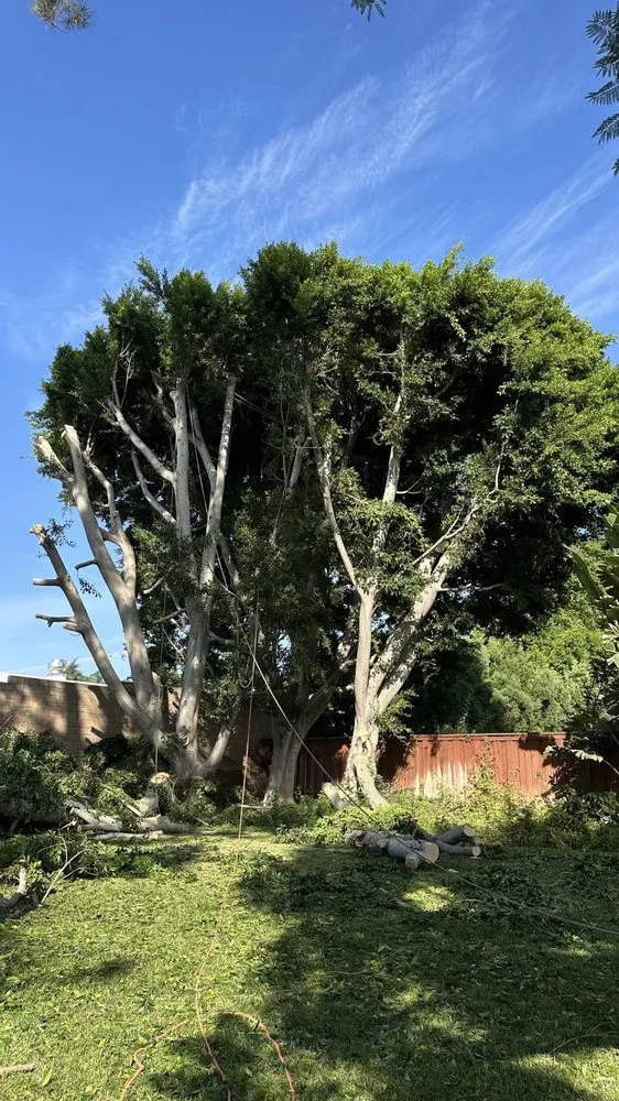 Reliable yard maintenance in Moreno Valley, CA - GreenLife Tree Care
