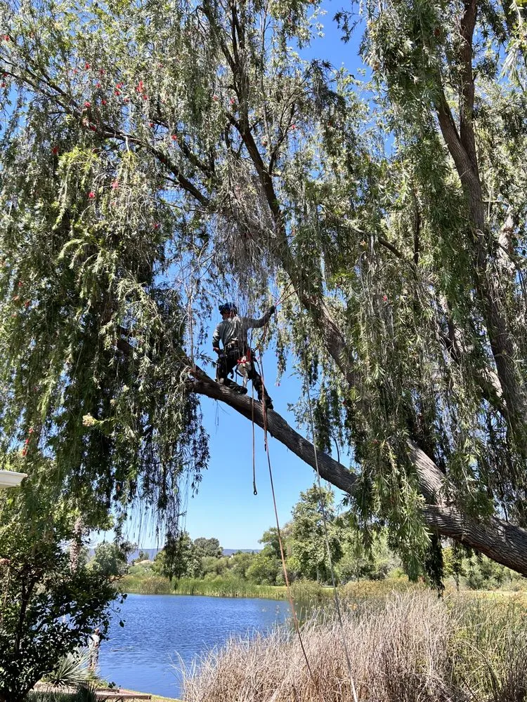 Custom yard maintenance in Moreno Valley, CA - GreenLife Tree Care