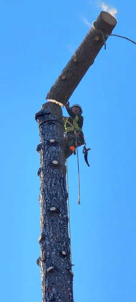 Trusted landscape design experts serving Moreno Valley, CA - GreenLife Tree Care