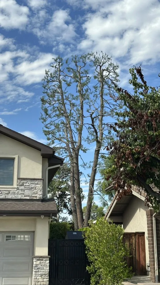 Local lawn mowing service in Moreno Valley, CA by GreenLife Tree Care