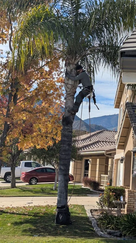 Affordable outdoor landscaping in Moreno Valley, CA by GreenLife Tree Care