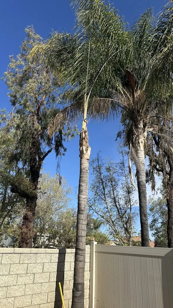 Trusted yard cleanup service experts serving Moreno Valley, CA - GreenLife Tree Care