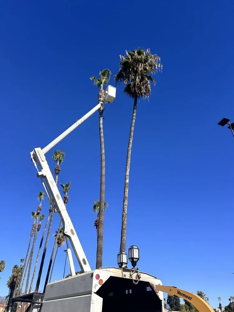 Trusted landscaping services with custom design in Moreno Valley, CA by GreenLife Tree Care