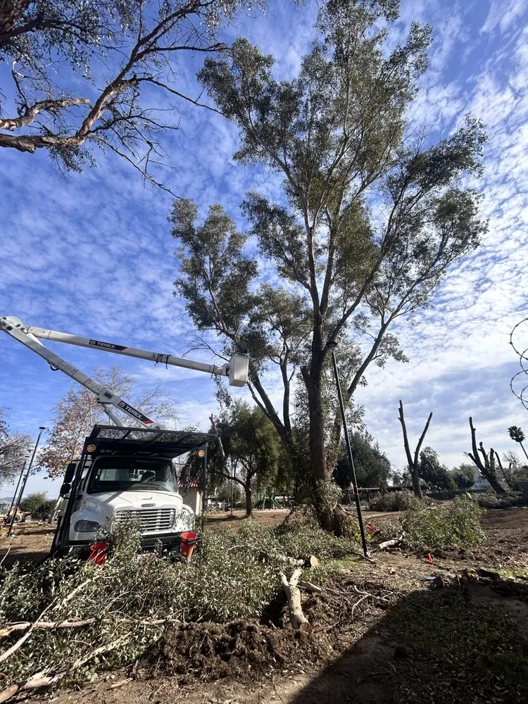 Top-rated landscape installation experts serving Moreno Valley, CA - GreenLife Tree Care