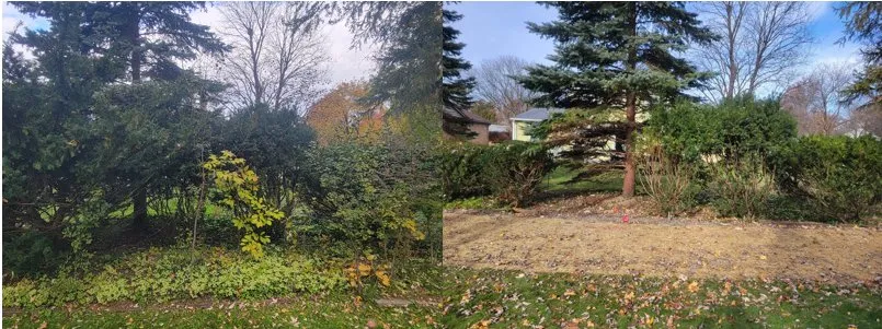 Expert yard cleanup service in Troy, MI - Greenline Lawn Service