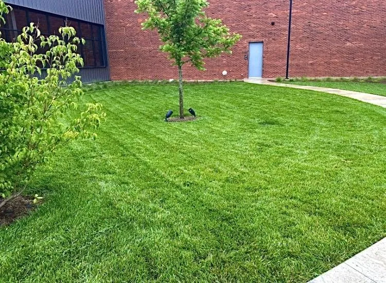 Reliable yard maintenance for outdoor upgrades in Bentonville, AR by Greenline Lawns
