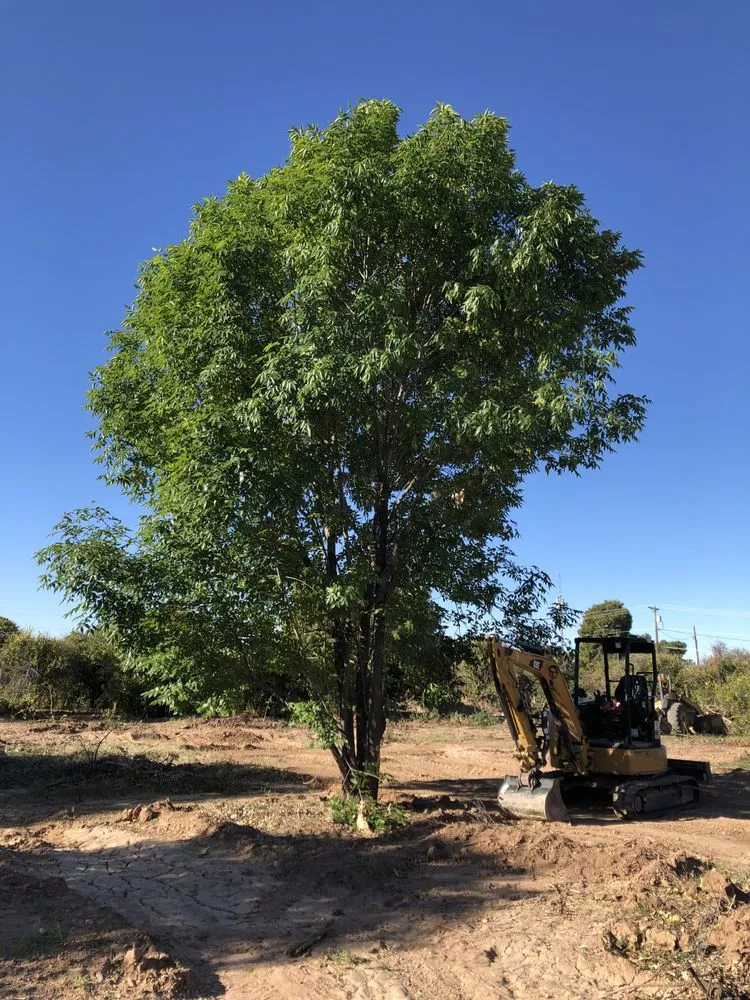 Reliable lawn care service in Mesa, AZ by Greenlit