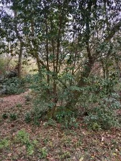 Trusted landscaping services in Robertsdale, AL by Greenman Land Services