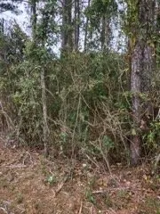 Custom landscape design in Robertsdale, AL by Greenman Land Services