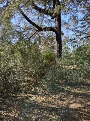 Greenman Land Services Logo