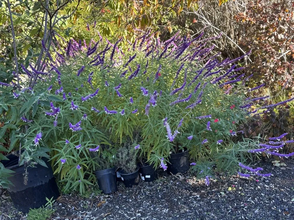 Expert lawn mowing service in Sebastopol, CA - Greenman Nursery