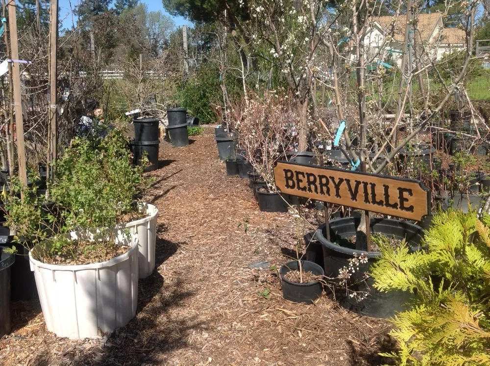Reliable landscaping services in Sebastopol, CA - Greenman Nursery