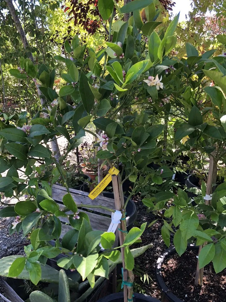 Expert yard cleanup service in Sebastopol, CA - Greenman Nursery