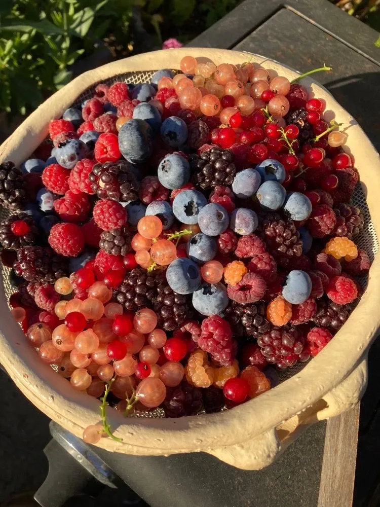 Local outdoor landscaping for beautiful yards across Sebastopol, CA - Greenman Nursery