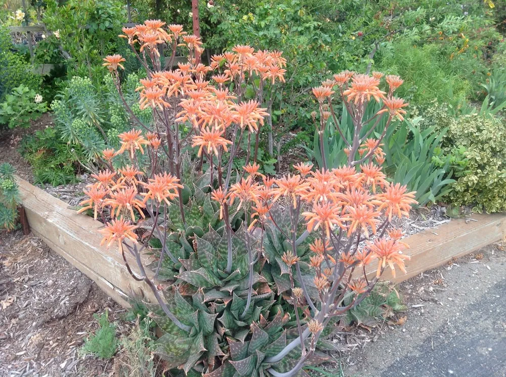 Reliable outdoor landscaping for beautiful yards across Sebastopol, CA - Greenman Nursery