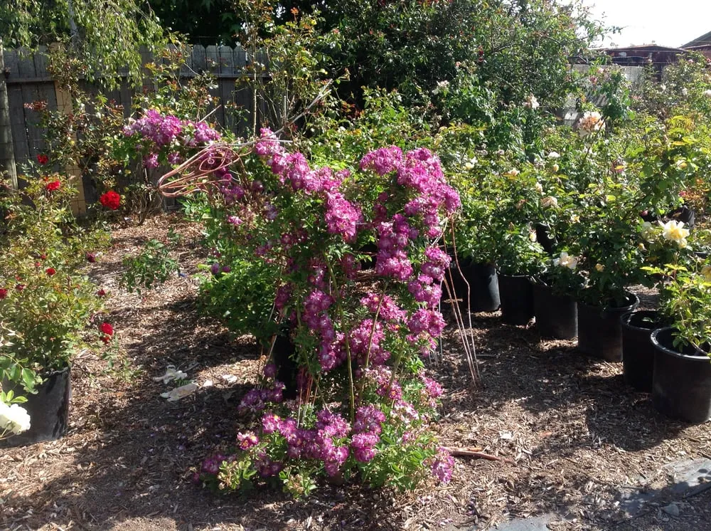 Affordable outdoor landscaping for homes across Sebastopol, CA - Greenman Nursery