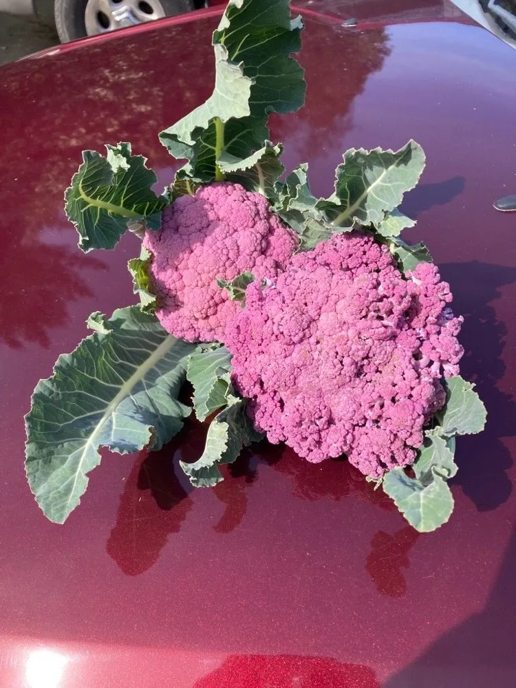 Top-rated lawn mowing service in Sebastopol, CA - Greenman Nursery