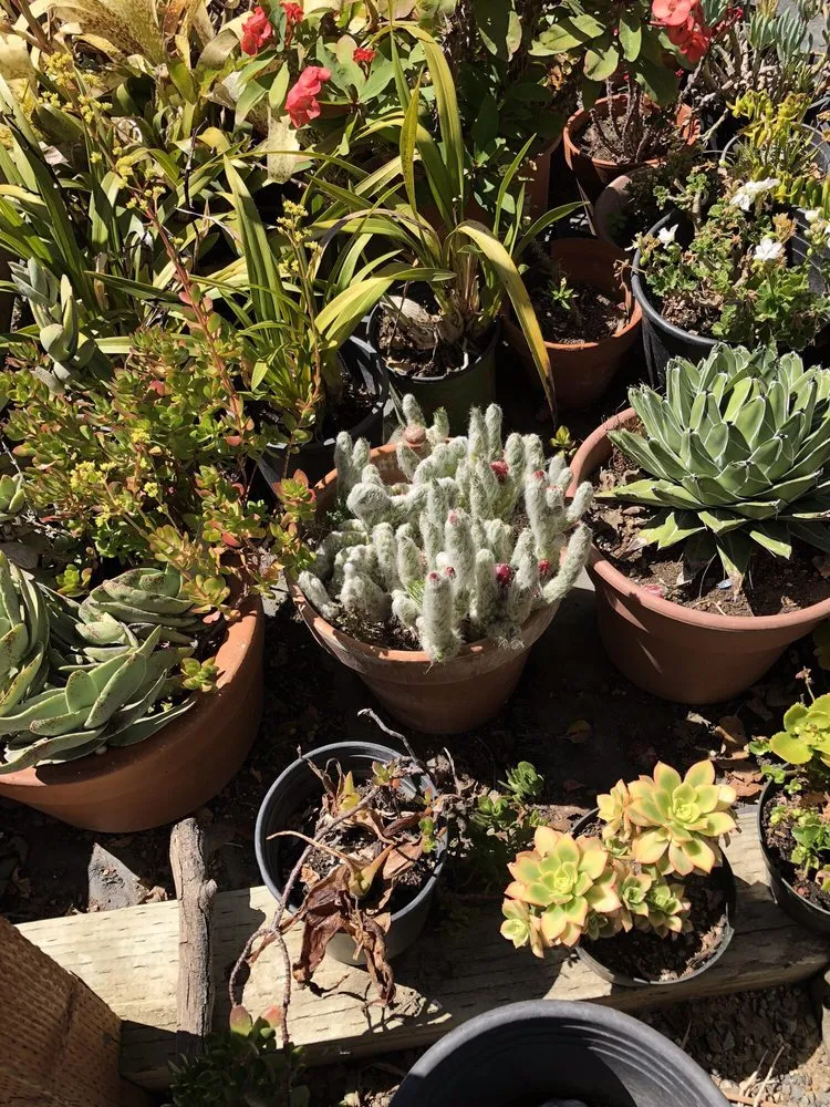 Top-rated residential landscaping for beautiful yards across Sebastopol, CA - Greenman Nursery