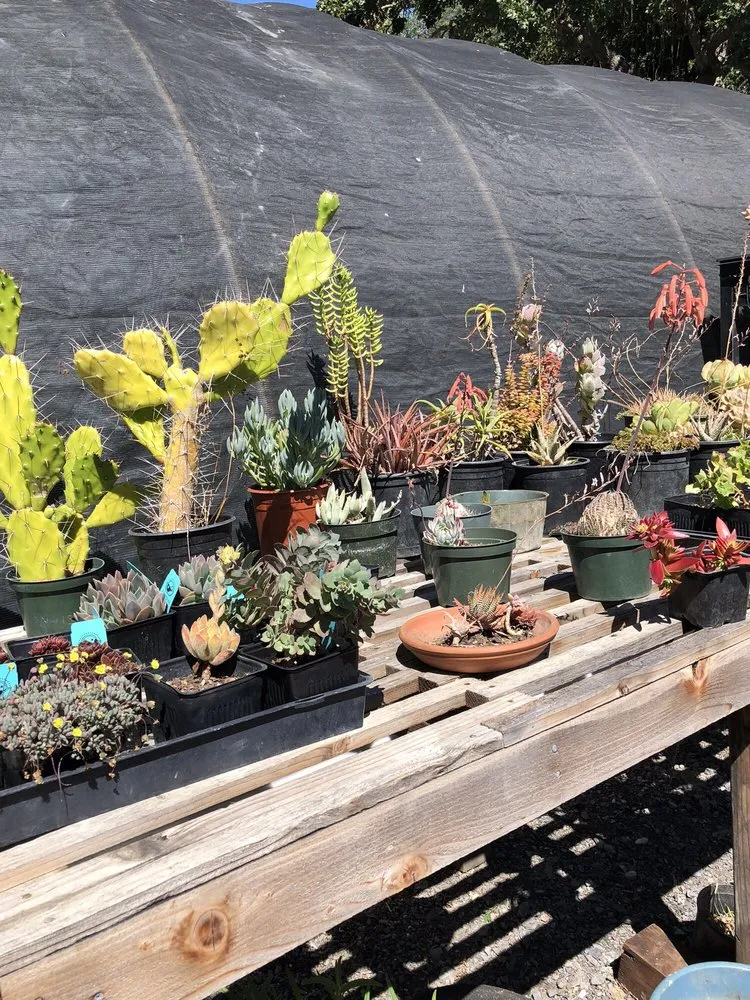 Top-rated lawn mowing service for year-round maintenance in Sebastopol, CA by Greenman Nursery