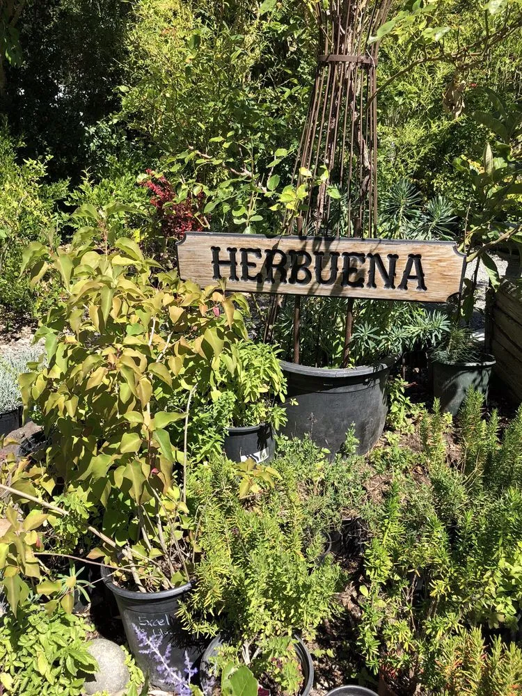 Expert yard maintenance near you across Sebastopol, CA - Greenman Nursery