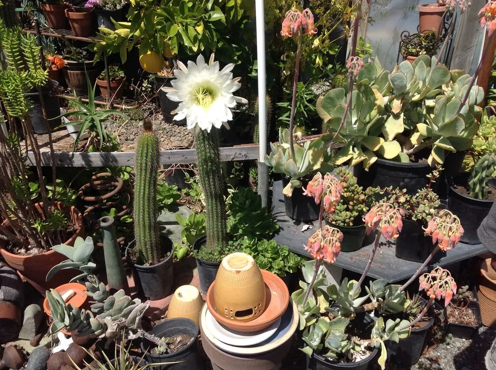 Top-rated lawn care service in Sebastopol, CA - Greenman Nursery