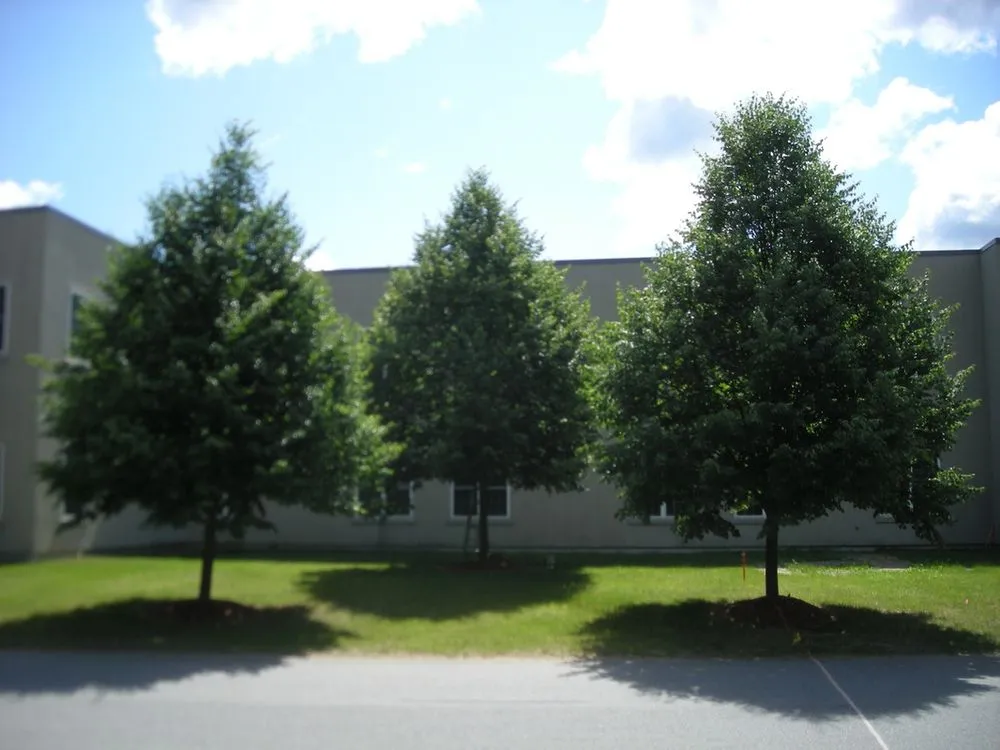 Expert yard maintenance in Hudson, NH - Greeno Tree Spade Service