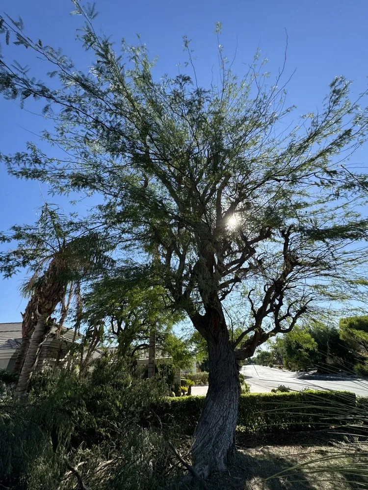Expert yard cleanup service near you across Desert Hot Springs, CA - Greenology Landscape