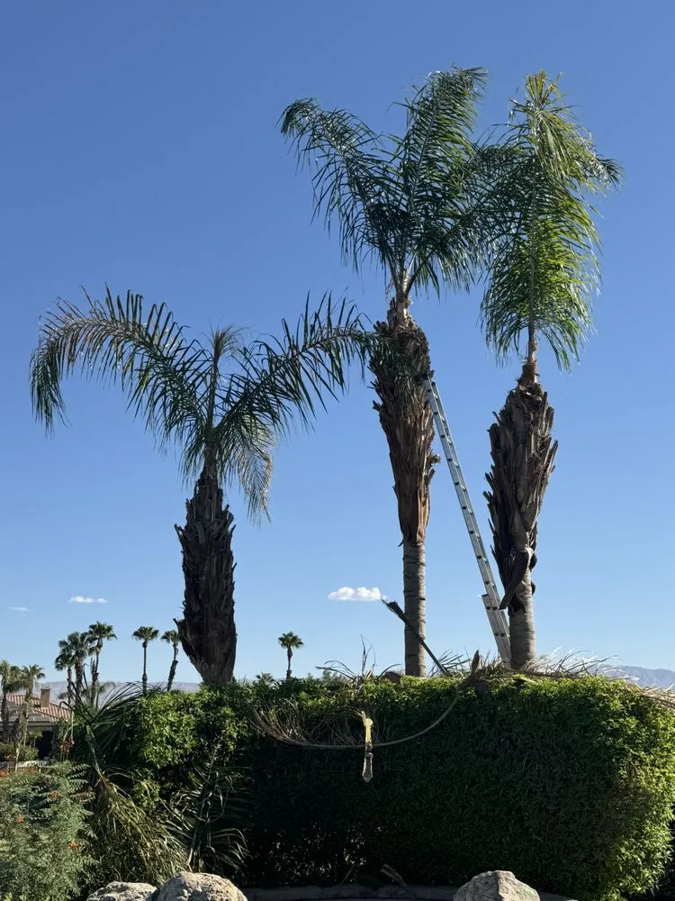 Custom landscaping services in Desert Hot Springs, CA - Greenology Landscape