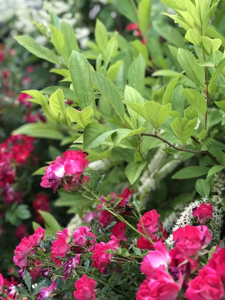 Local landscape design for residential properties in Boston, MA by GreenOp