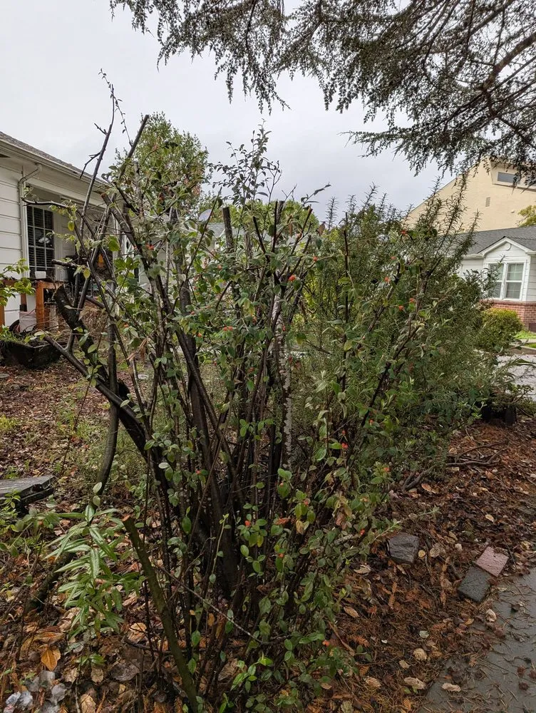 Top-rated garden landscaping experts serving Soquel, CA - GreenOuse Landscape & Design