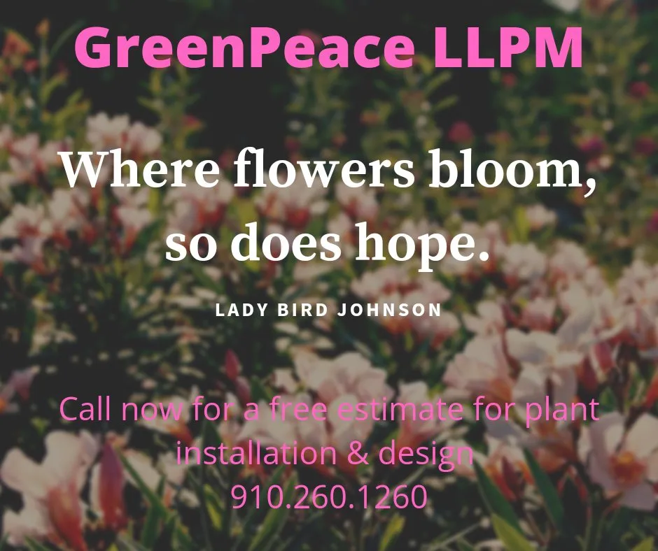 Professional yard cleanup service in Wallace, NC by Greenpeace LLPM