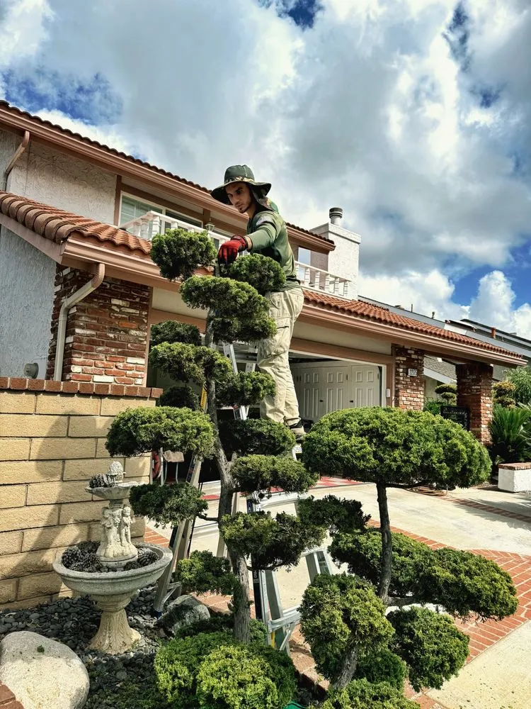 Affordable landscaping services in Costa Mesa, CA by Greenplace