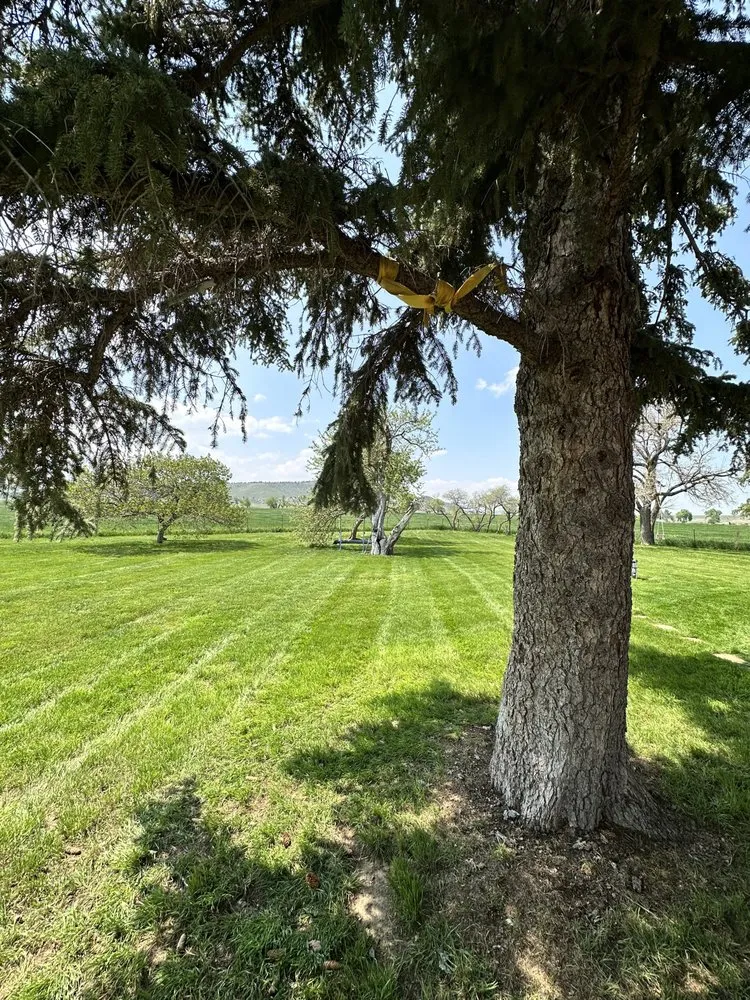 Affordable yard cleanup service in Denver, CO by Greenplus