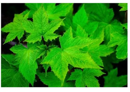 Custom landscaping services in Spokane, WA - GreenPro Landscaping & Supply