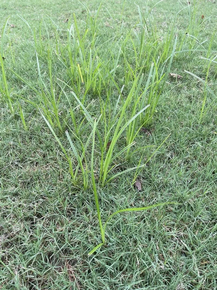 Expert yard cleanup service near you across Archer Lodge, NC - GreenPro of the Carolinas