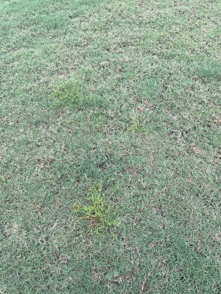 Reliable yard maintenance with custom design in Archer Lodge, NC by GreenPro of the Carolinas