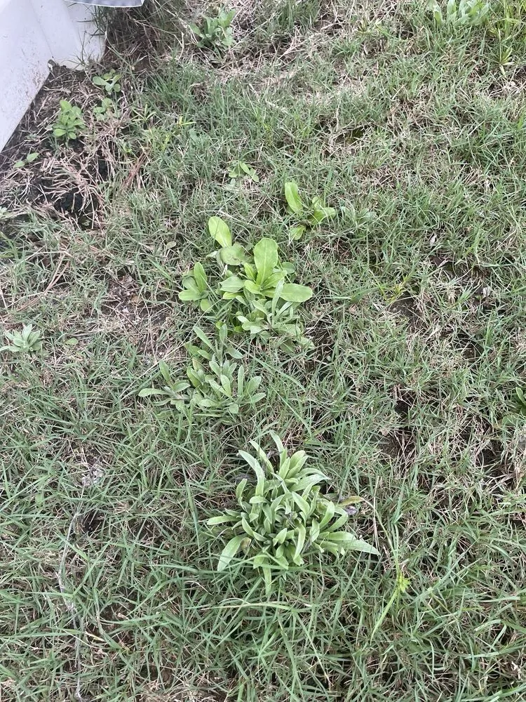 Professional landscape design with custom design in Archer Lodge, NC by GreenPro of the Carolinas