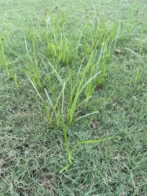 GreenPro of the Carolinas