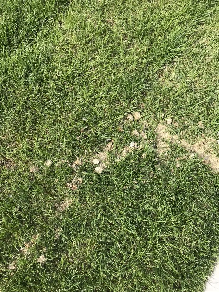 Affordable yard maintenance for homes across Franklin, OH - Greenpro Services