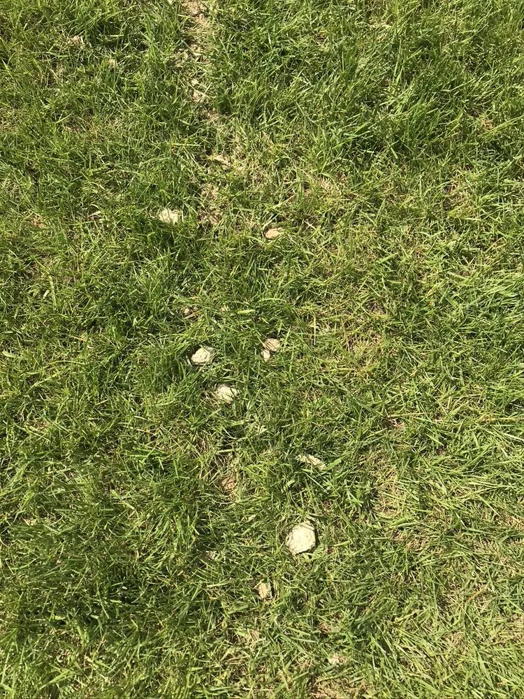 Affordable lawn care service in Franklin, OH by Greenpro Services