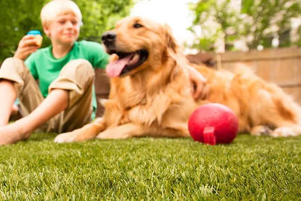 Top-rated yard maintenance for homes in Brooklyn, NY by Greenr World Grass