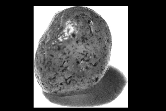 Expert yard maintenance in Brooklyn, NY - Greenr World Grass