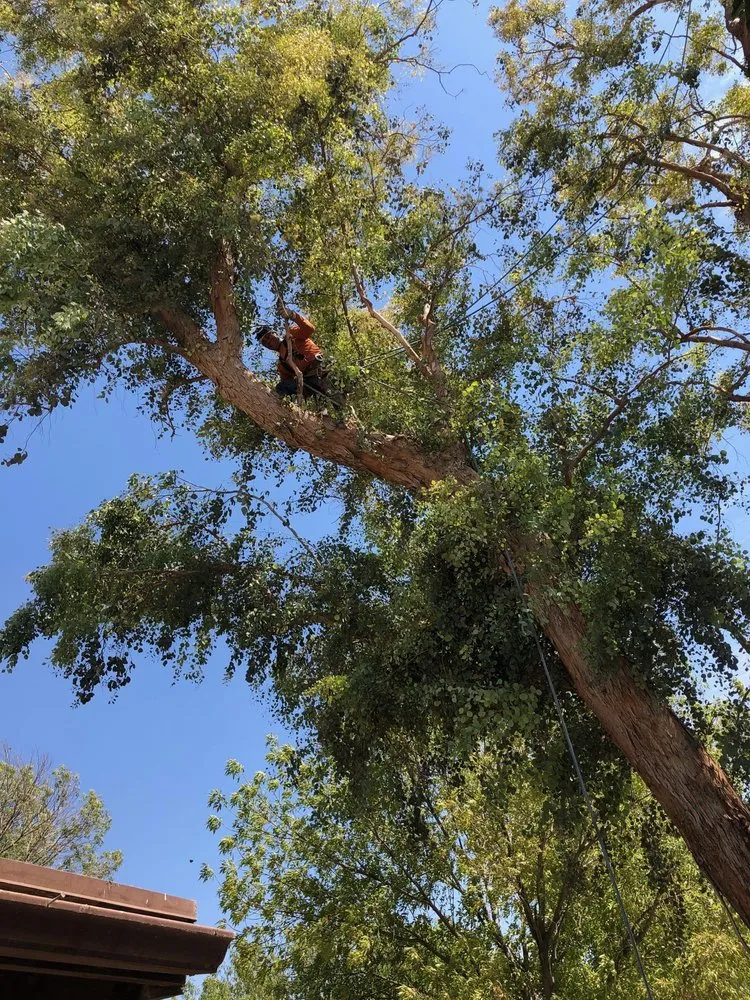 Professional lawn care service for homes across Lafayette, TN - GreenRoots