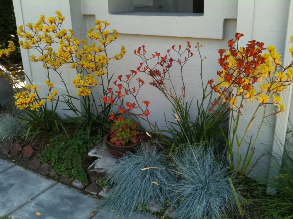 Professional residential landscaping with custom design across Berkeley, CA - Green's Gardens