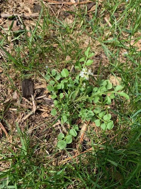 Affordable yard maintenance in Dryden, MI by Greens Master Lawn and Pest Control
