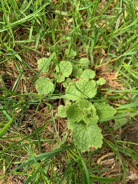 Affordable lawn care service for outdoor upgrades across Dryden, MI - Greens Master Lawn and Pest Control