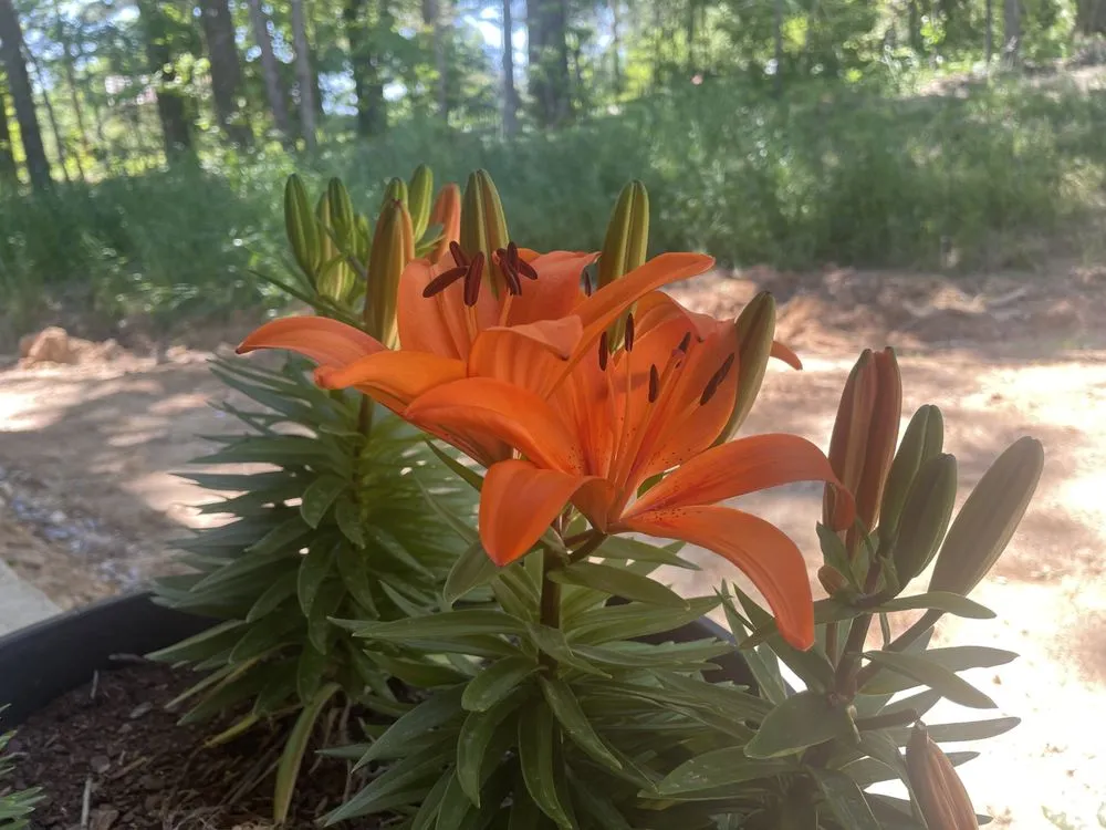 Top-rated lawn mowing service for residential properties in West Blocton, AL by Green’s mowing