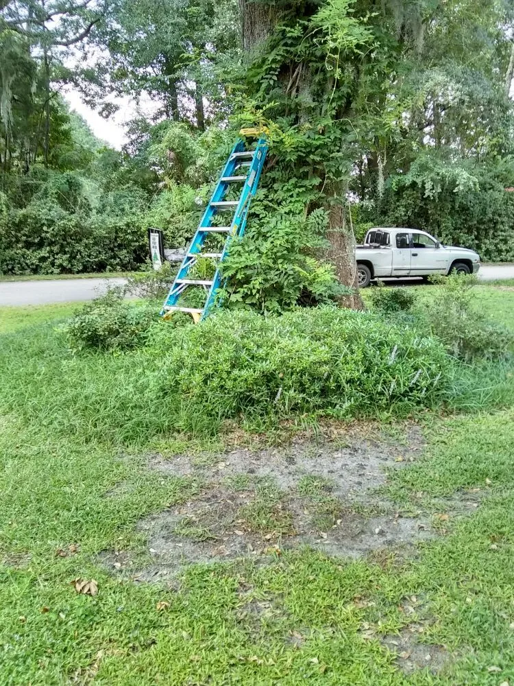 Top-rated outdoor landscaping experts serving Savannah, GA - Greens Specialty Lawncare