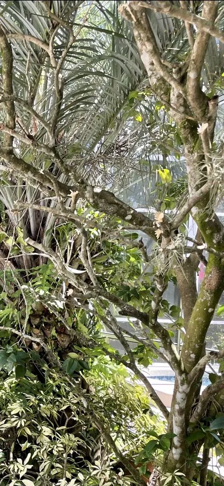 Trusted yard cleanup service experts serving Bradenton, FL - Green's Tree & Landscape